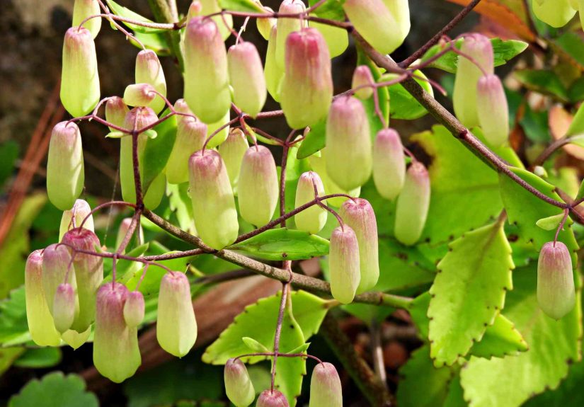 How to Grow and Care for Kalanchoe Pinnata