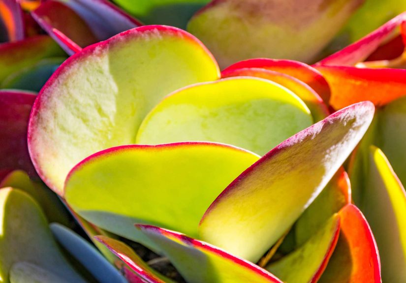 How to Grow and Care for Kalanchoe Thyrsiflora