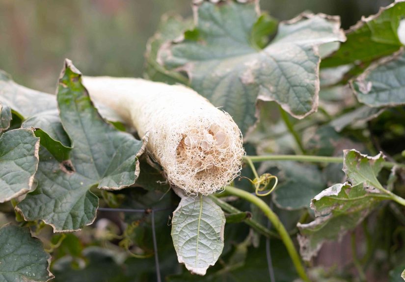 How to Grow and Care for Luffa
