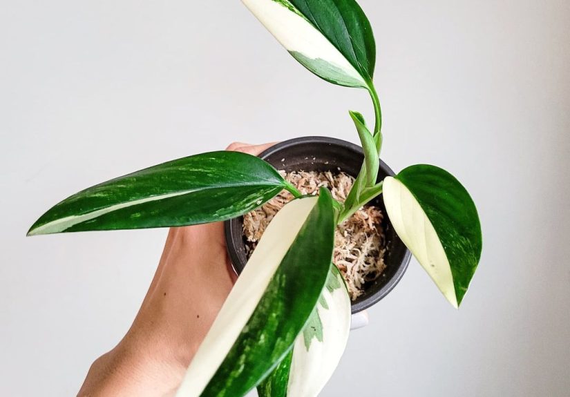 How to Grow and Care for Monstera Standleyana Albo