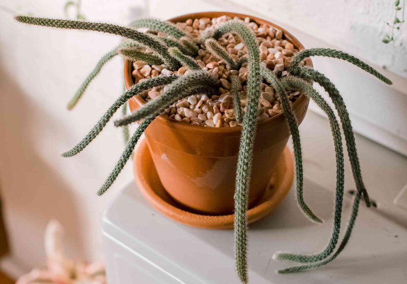 How to Grow and Care for Rat Tail Cactus