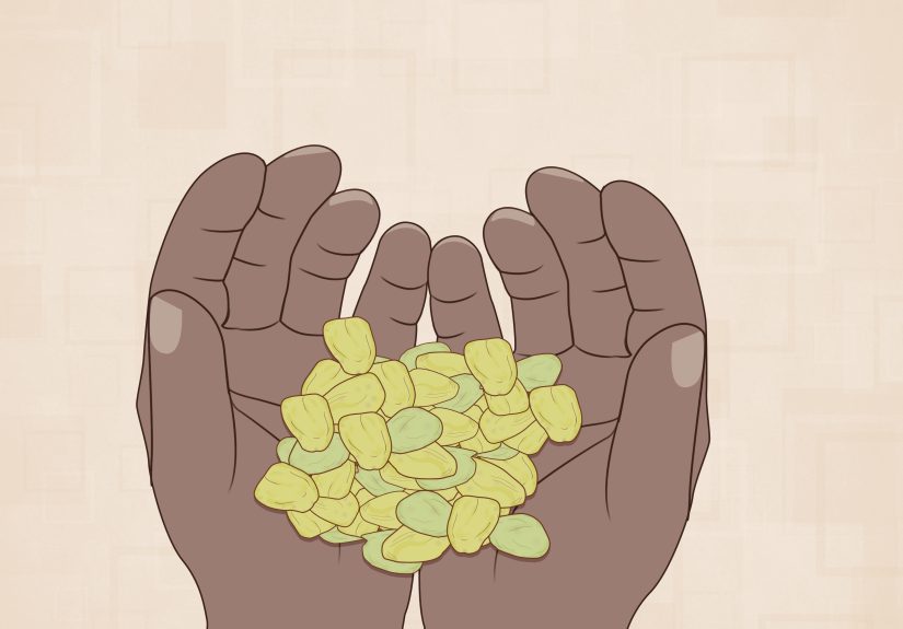 How to Grow Pistachios: 12 Steps