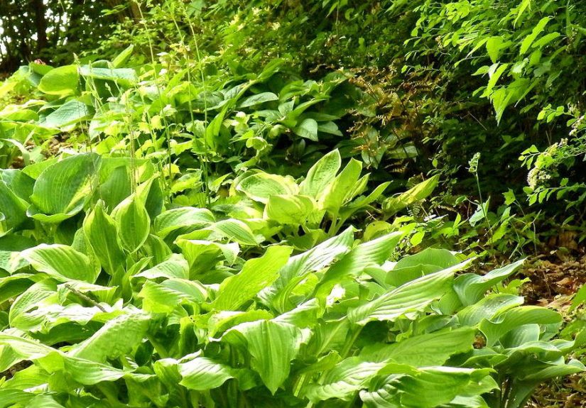 How to Have Beautiful Plants ALL Summer Long ... Even When You're Away