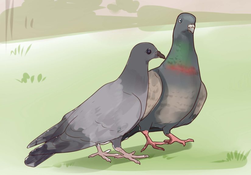 How to Keep a Single Pigeon as a Pet: 9 Vet-Approved Tips