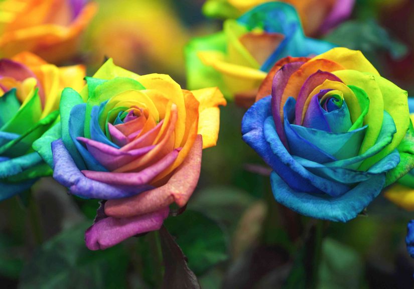 How to Make Rainbow Roses