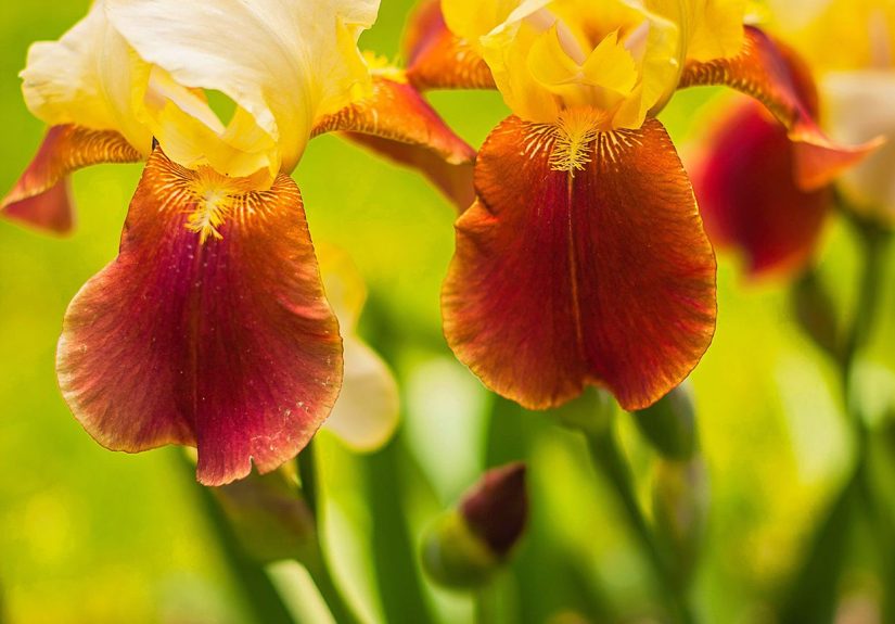 How to Plant and Grow Bearded Iris