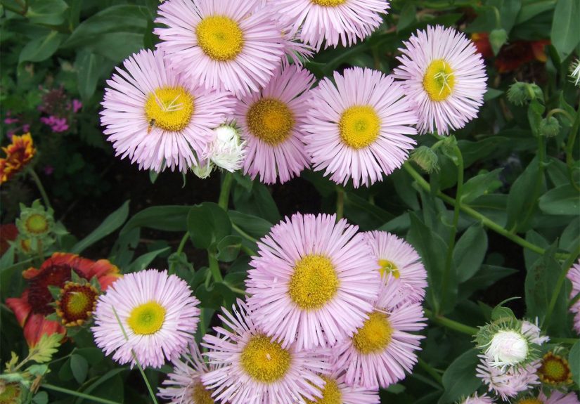 How to Plant and Grow Fleabane