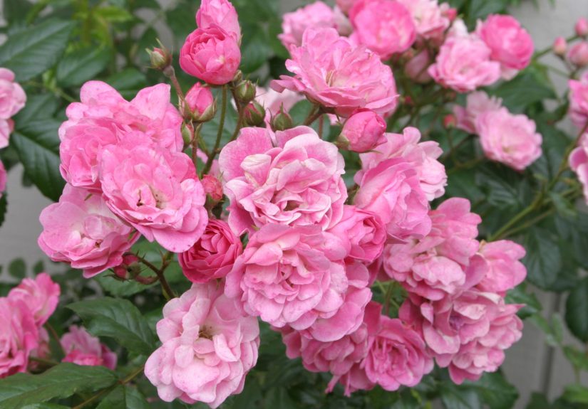 How to Plant and Grow Roses