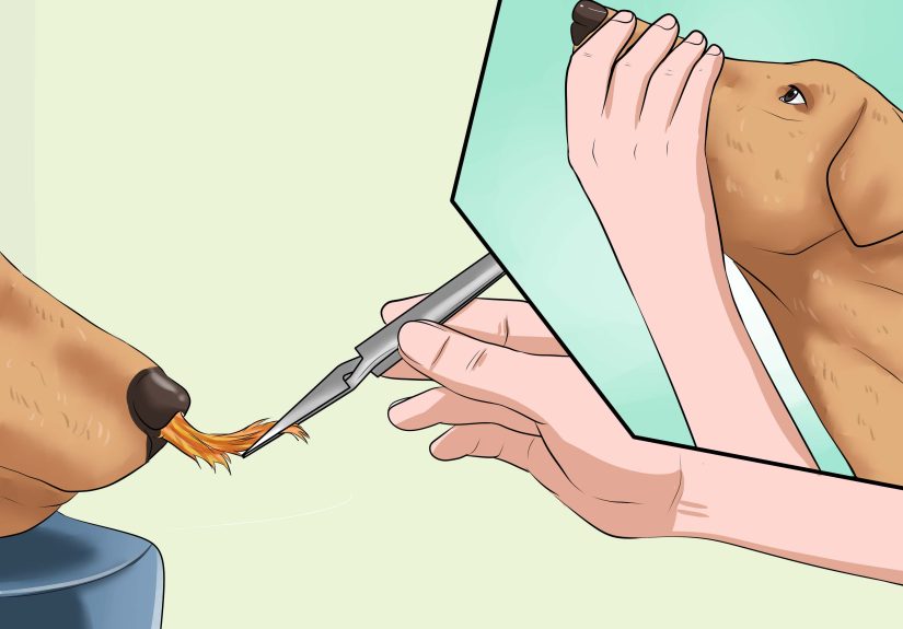 How to Remove a “Foxtail” from a Dog’s Nose: 11 Steps