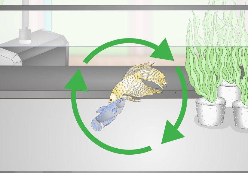 How to Selectively Breed Betta Fish