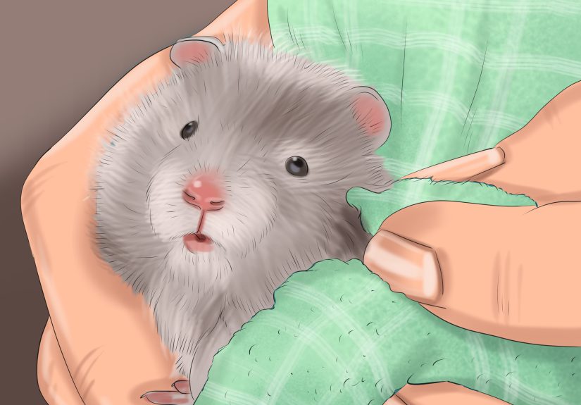 How to Set Up a Hamster Cage: 15 Steps