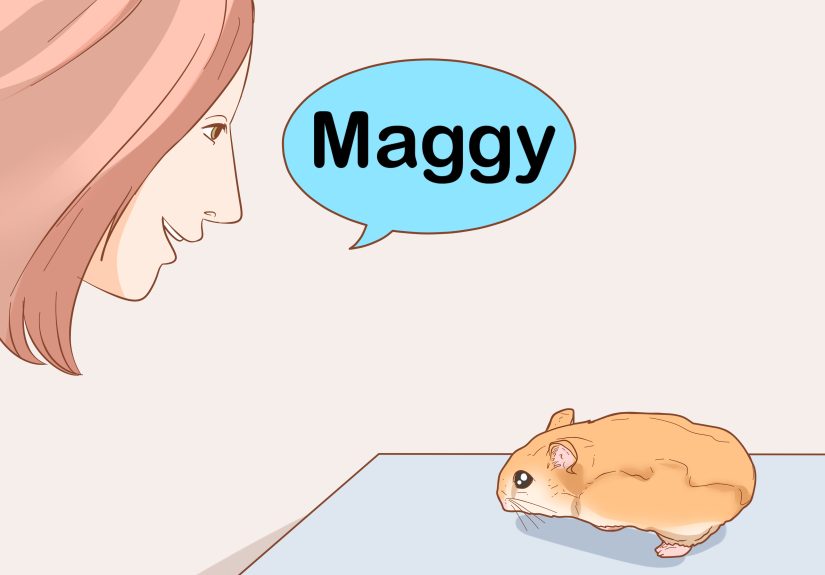 How to Train Your Hamster to Come when You Call: 14 Steps