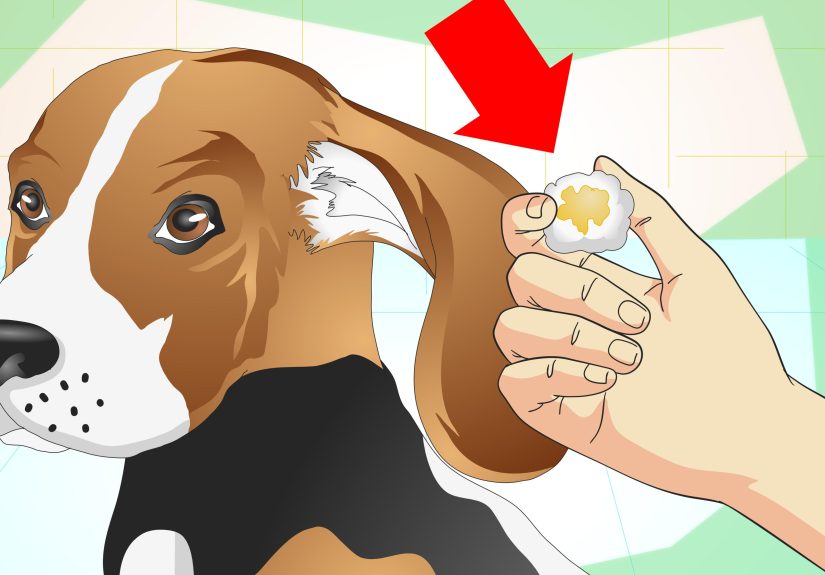 How to Treat Dog Ear Infections
