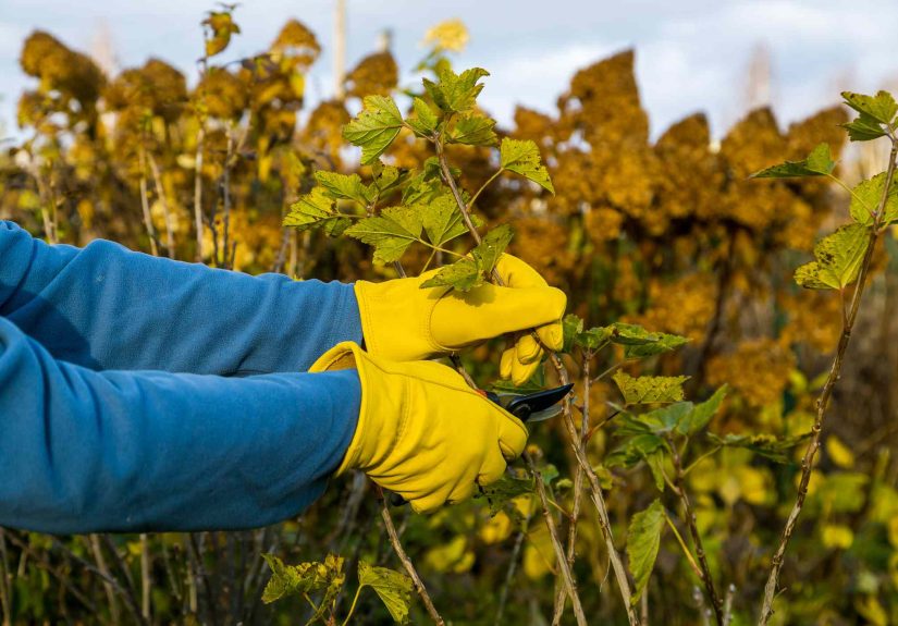 Is November Too Late to Prune Perennials? What Gardeners Say