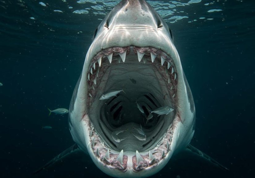 Shark DNA May Hold the Key Immune System Weapon to Kill Cancer Cells