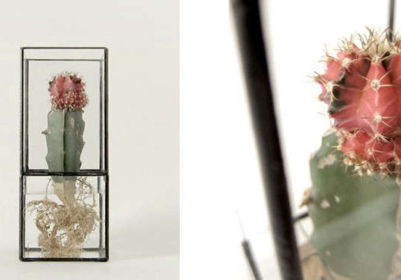 Terrarium as Vase, by Way of Japan
