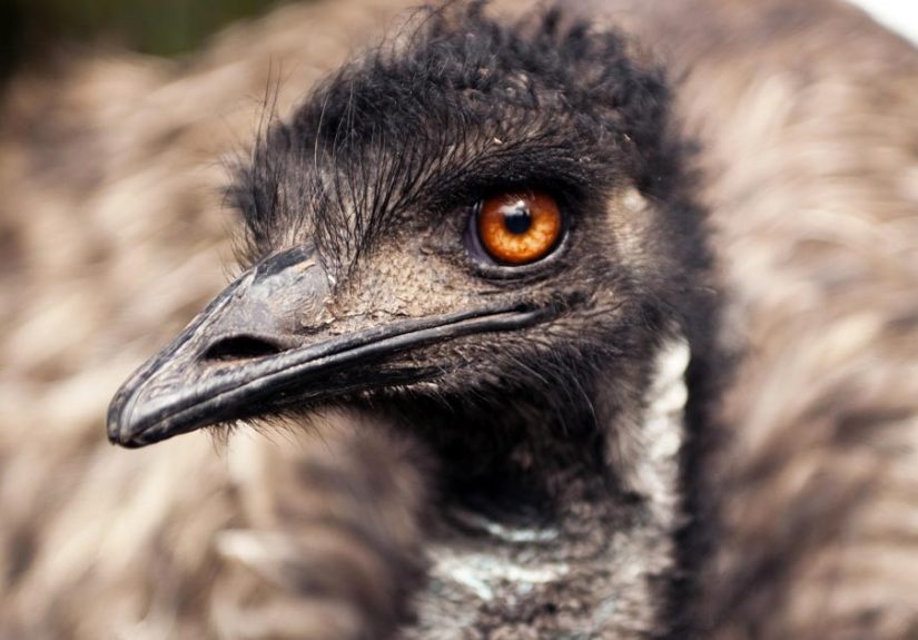 The Australian Army Once Went To War With Emus (And Lost)
