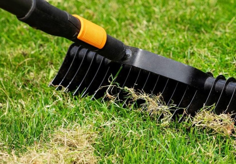 Tips on How to Dethatch a Lawn