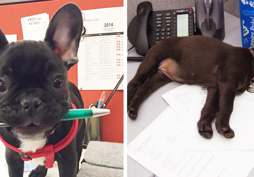 Today Is National Take Your Dog to Work Day (30 Pics)