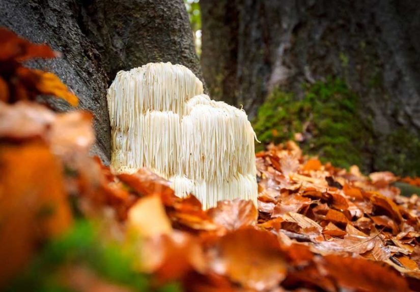 Why Is Lion's Mane Mushroom Good for You?