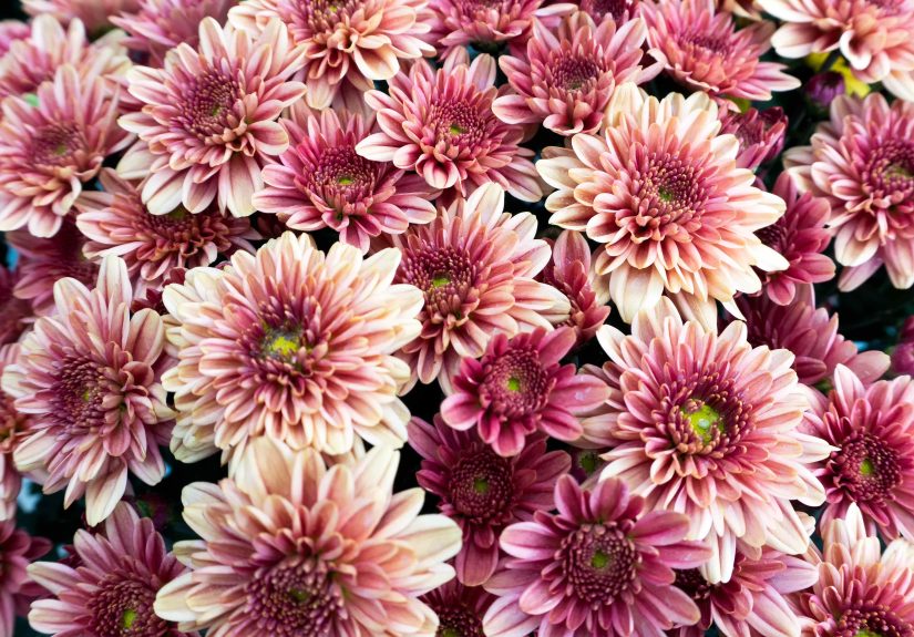 Why One Gardener Is Skipping Mums This Fall for This Easy-Care Bloomer