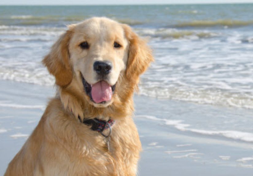 10 Widely Believed Animal Facts That Are Totally Wrong
