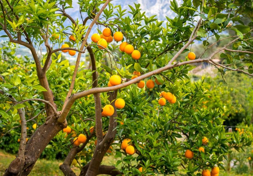 11 Fast-Growing Fruit Trees That Bring Homegrown Flavor Sooner