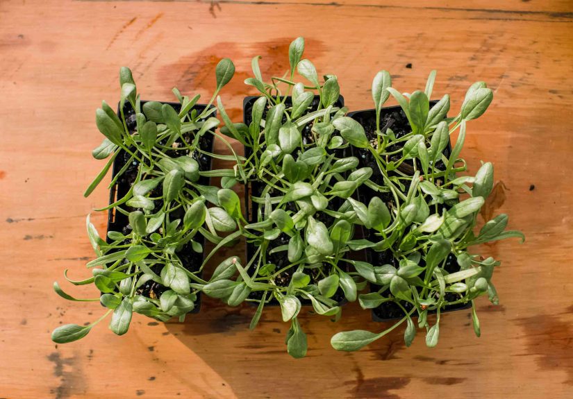 13 Best Vegetables for Growing Indoors
