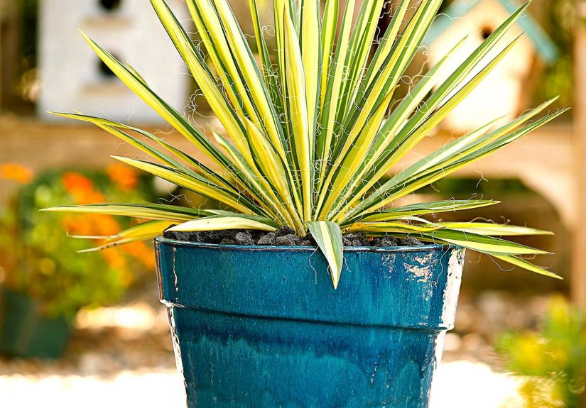 19 Rabbit and Deer-Resistant Container Plants for Your Garden