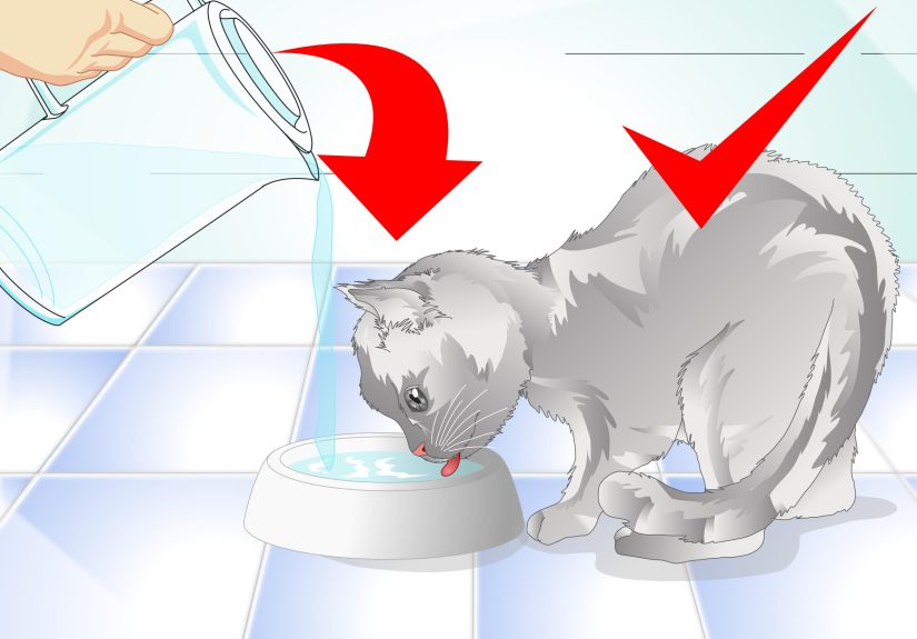 3 Ways to Get Rid of Cat Dandruff
