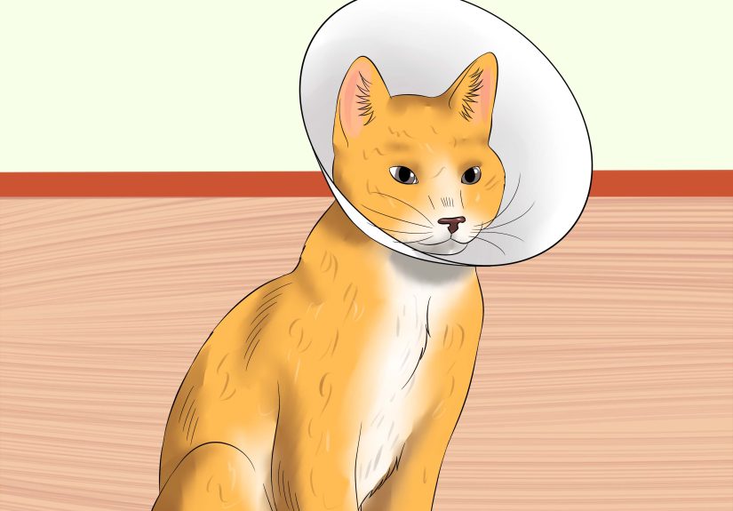 3 Ways to Tell if a Cat Is in Pain