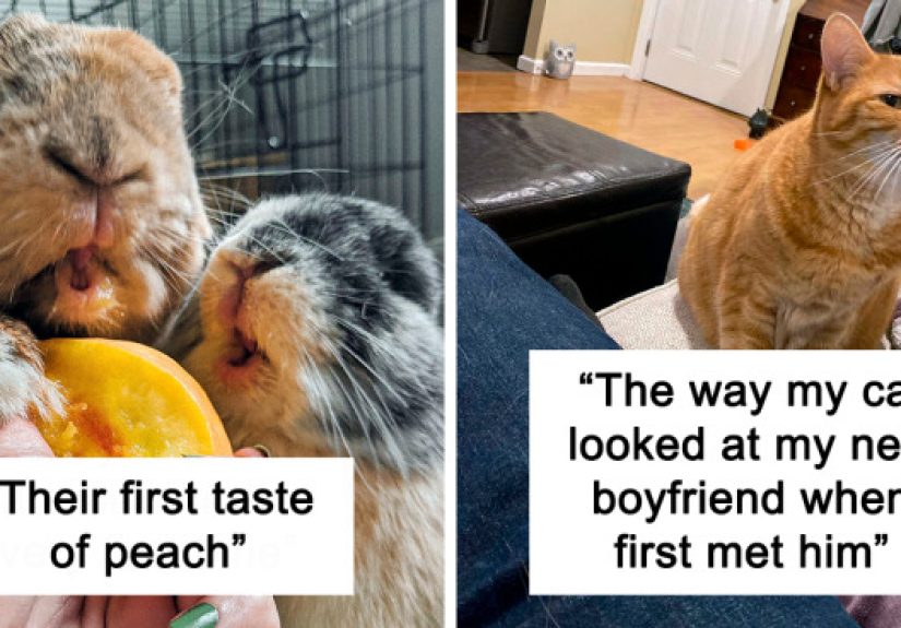 50 Of The Funniest And Cutest Pets’ Reactions To Trying Something They’d Never Tried Before (New Pics)