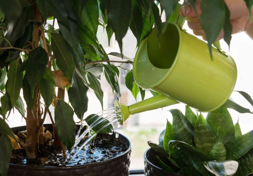 6 Tips to Stop Drowning Your Houseplants (Before It’s Too Late)