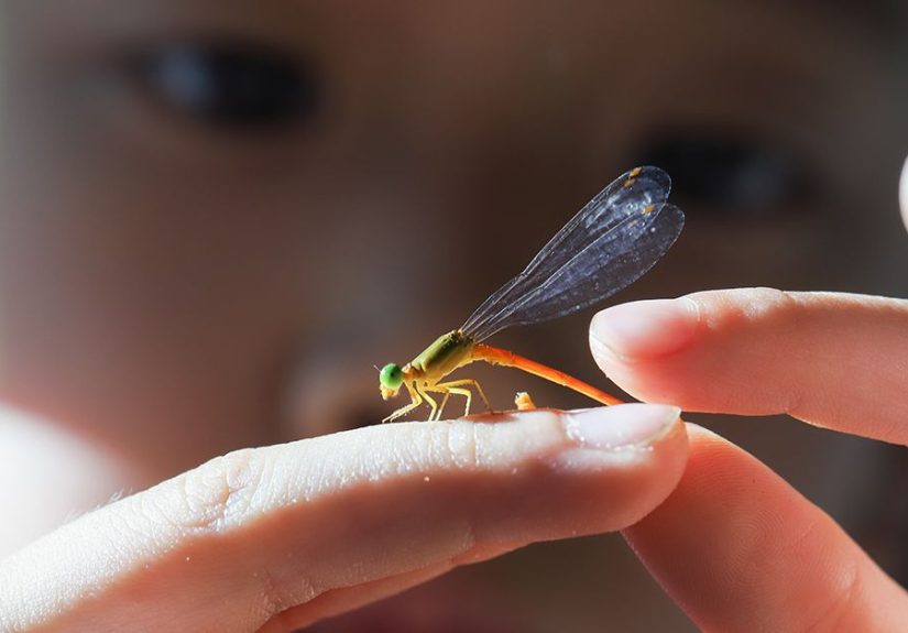 Dragonfly Bites, Life Span, Migration, Environmental Benefits