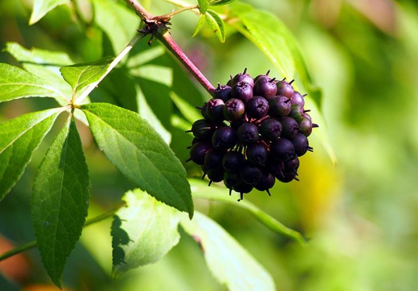 Eleuthero: Benefits, Tea, and Dosage
