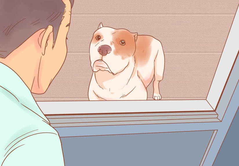 How to Care for a Pregnant Dog: Advice for What to Do