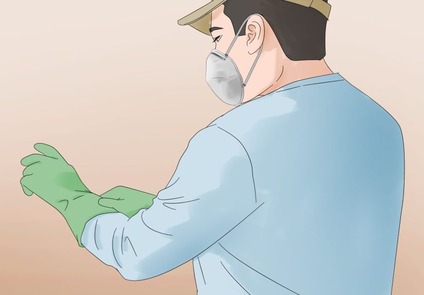 How to Get Rid of Asian Lady Beetles: Easy & Effective Ways