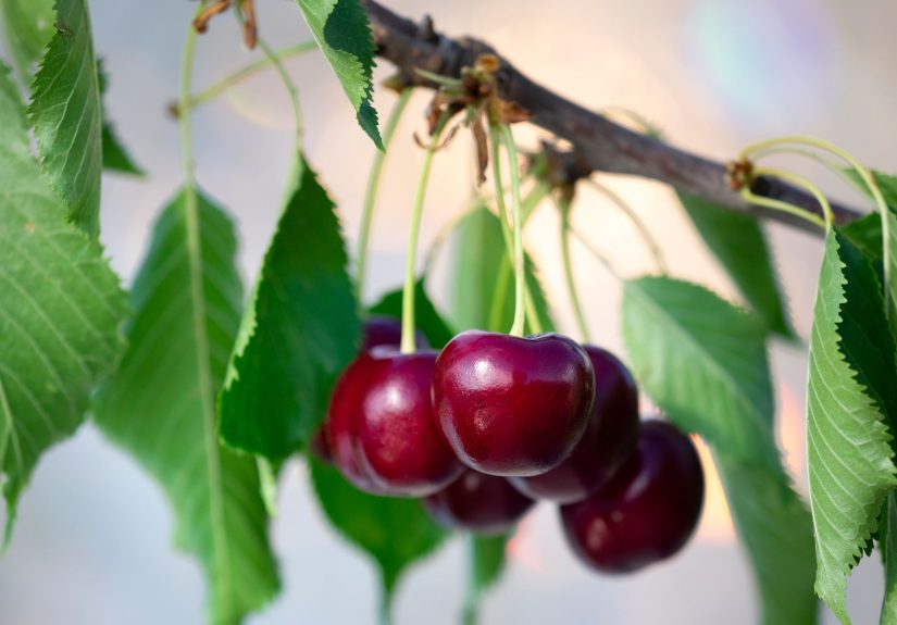 How to Grow a Cherry Tree From Seed