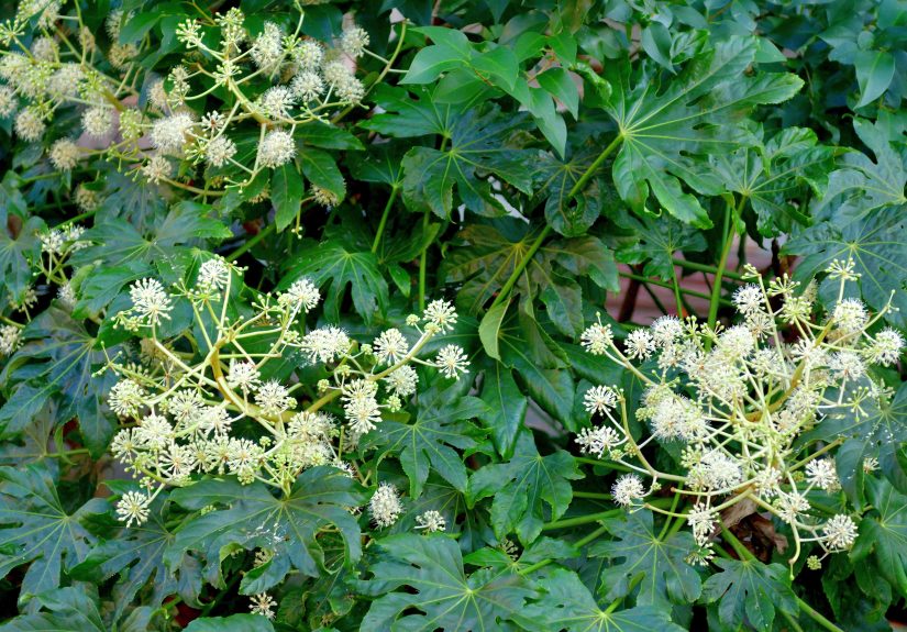 How to Grow and Care for Japanese Aralia