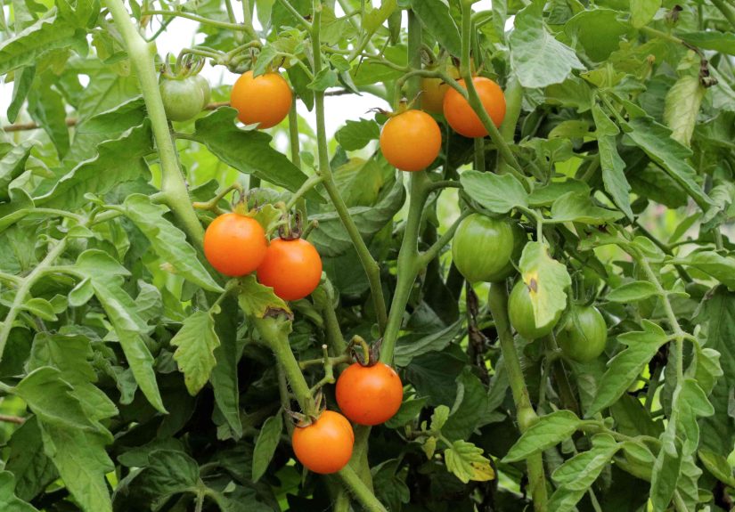 How to Grow and Care for Sungold Tomatoes