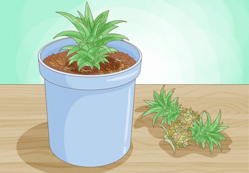 How to Grow Dwarf Pineapples: 7 Steps