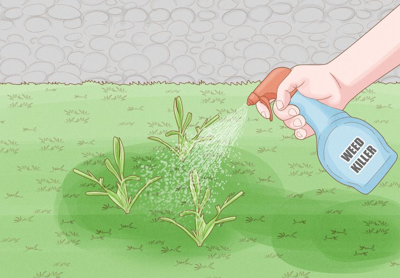 How to Plant a St Augustine Sod
