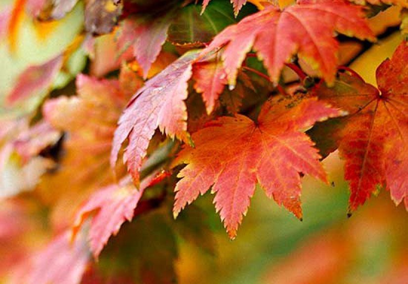How to Plant and Grow a Maple