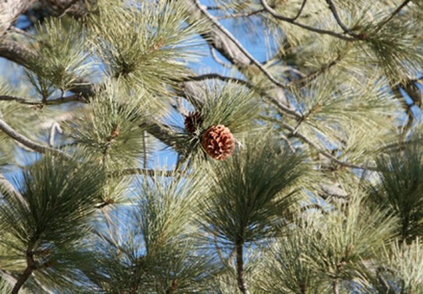 How to Plant Pine Trees From Pine Cones