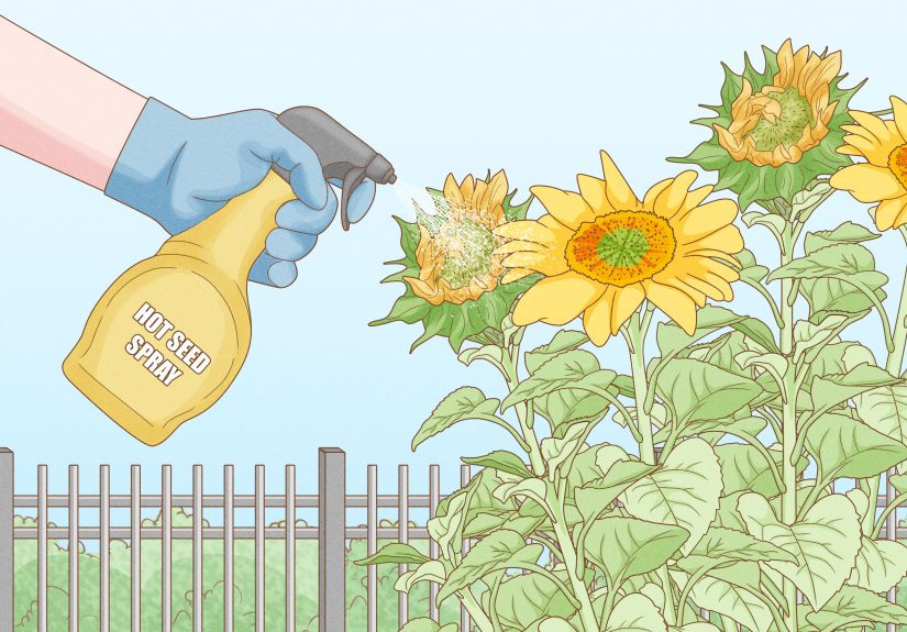 How to Protect Sunflowers from Squirrels: 13 Steps