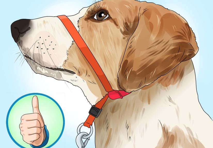 How to Put a Gentle Leader on a Dog: 11 Steps