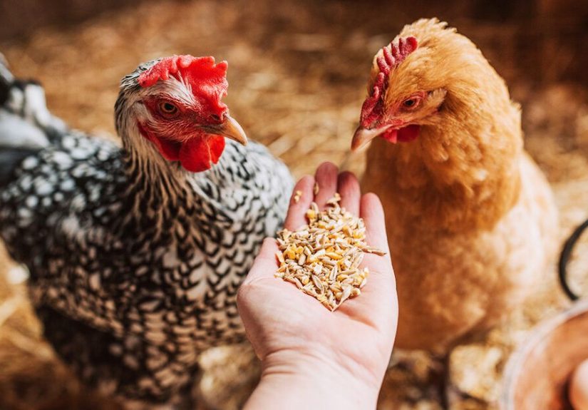 How to Raise Chickens: A Complete Beginner’s Guide