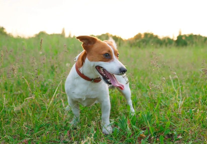 Pet and Home Flea Prevention
