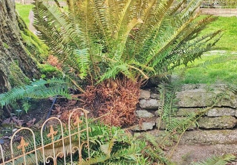 Revive Your Evergreen Ferns: How to Cut Back and Prep for the Season