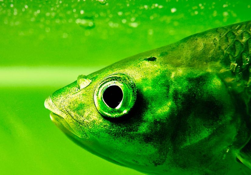 Scientists Goofed and Accidentally Created a New Kind of Fish